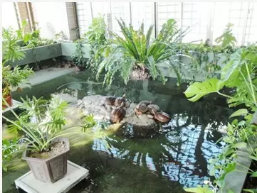 養哪種龜對家裡風水好：風水知識家裡養烏龜好嗎
