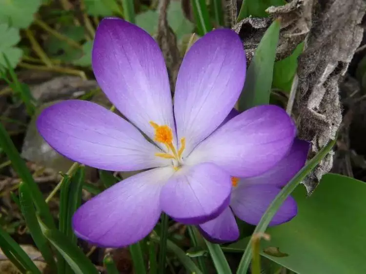 未來一周桃花運最好的三大屬相：2021年桃花運最旺生肖排名