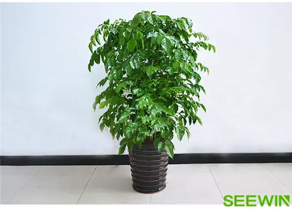 3、辦公室擺什麼綠植比較好:哪些綠植適合辦公室擺放