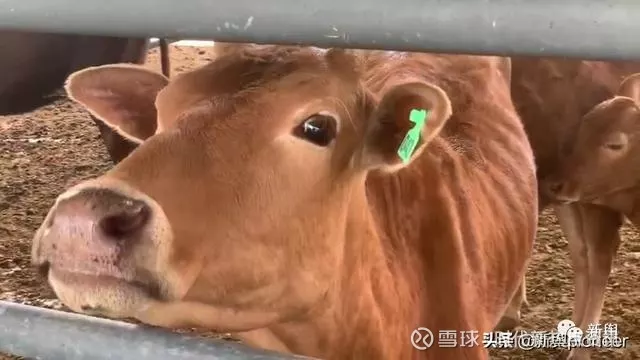 2021年屬牛生牛寶寶會不會沖和什麼生肖相衝？