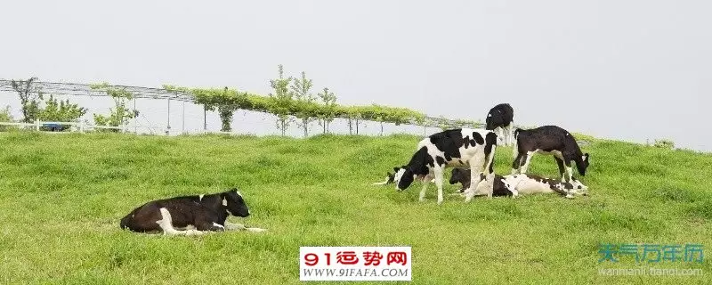 1、85的屬相婚配表:74年和85年屬相婚配表