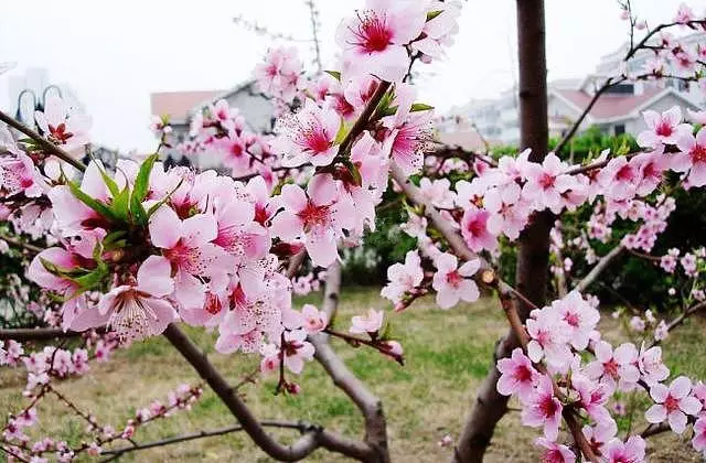 1、桃花運風水布局:找來風水布局招桃花運