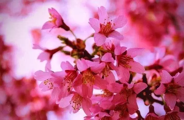 屬蛇一生有幾次桃花運：屬蛇的人今年會走桃花運嗎