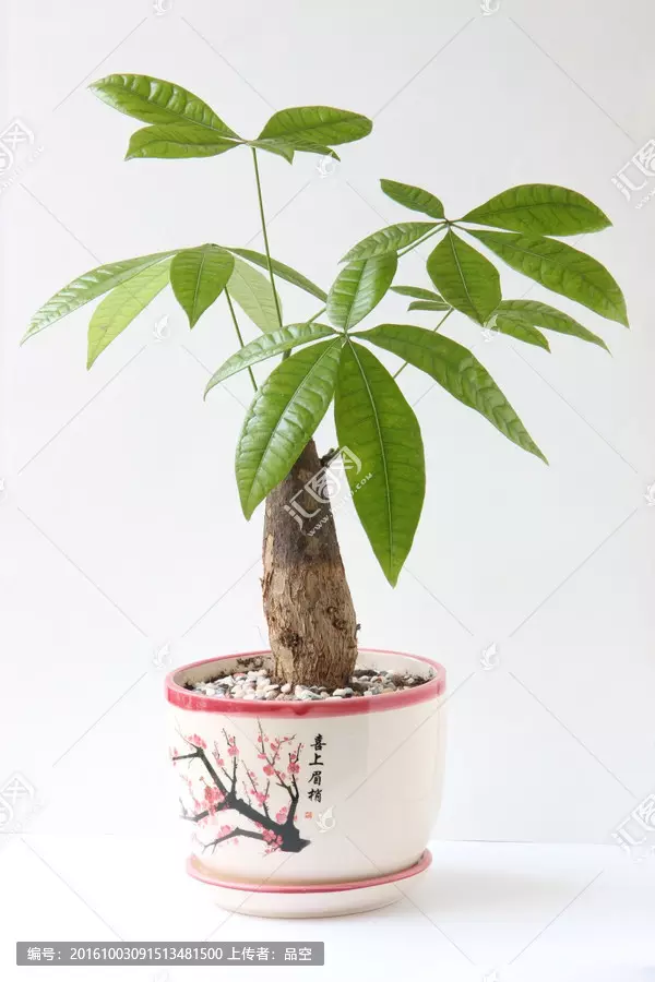 3、發財樹是什麼樣子:描寫發財樹的樣子和特點