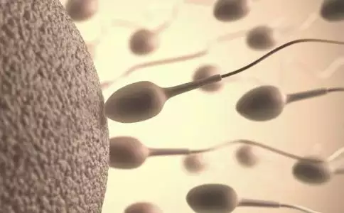 想生男孩要禁慾多久質量好：我想生男孩禁慾太久了會不會子