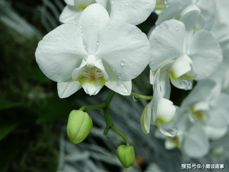 十二屬相今年見白的口訣：子鼠卯兔十二生肖口訣