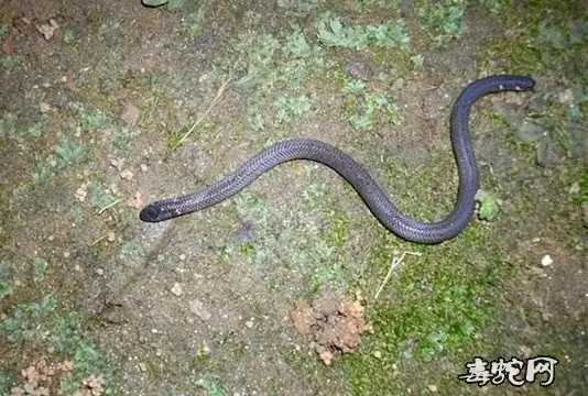 兩個屬相蛇一樣娶親好嗎：兩個屬蛇的人適合娶親嗎