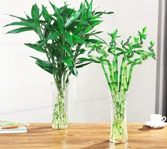 屬相兔養的富貴竹是什麼樣的：生肖兔養富貴竹几支好聚財