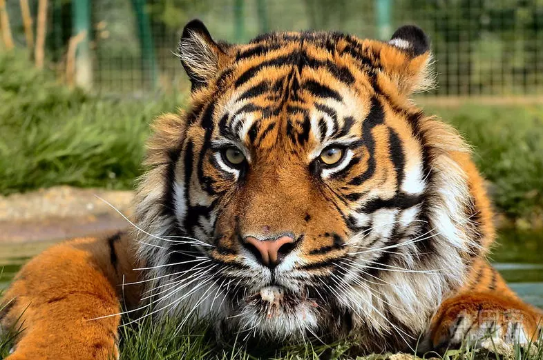 猴和虎屬相合不合差6歲：屬猴的和屬虎的屬相相剋嗎？