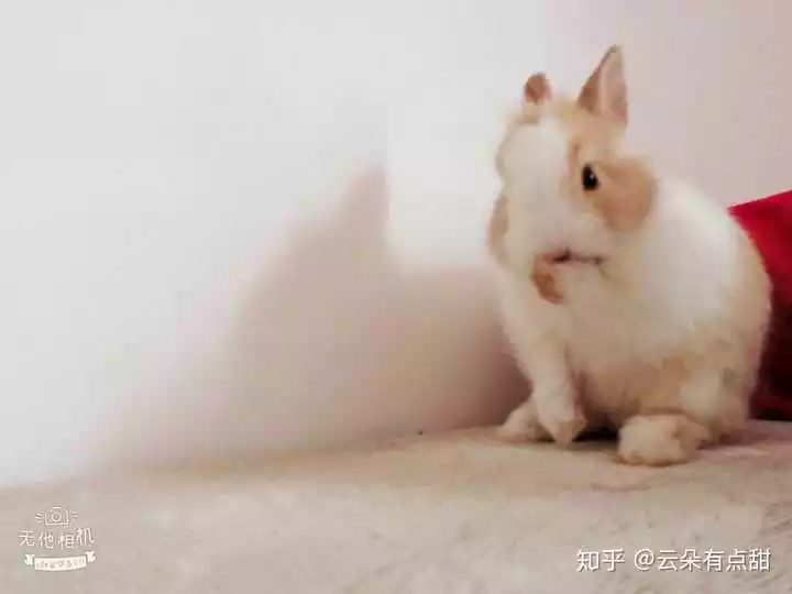 4、兔年是哪幾年今年多大:屬兔的今年多大了