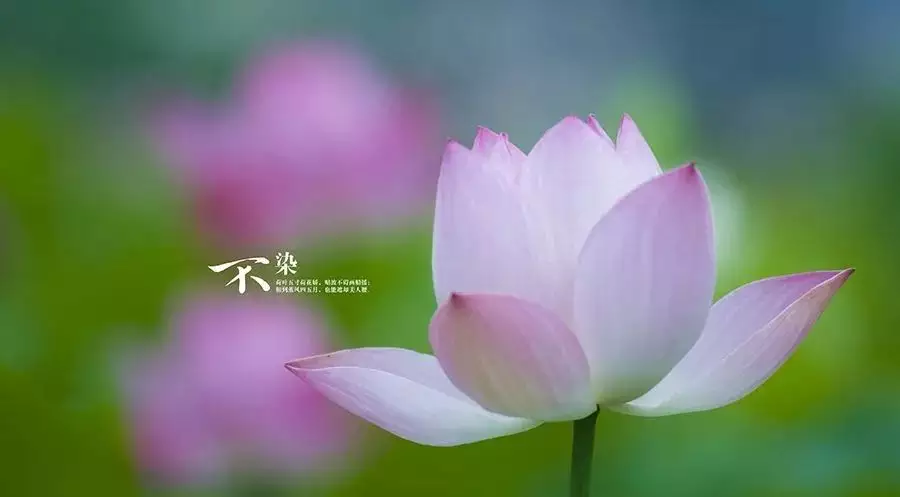 屬猴一生的朱紫是什麼屬相：生肖猴哪三個時刻最好