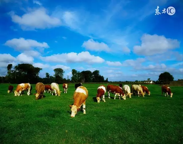 4、屬牛的幾點出生最命苦:屬牛年幾月出生命苦 最命苦的出生日期？