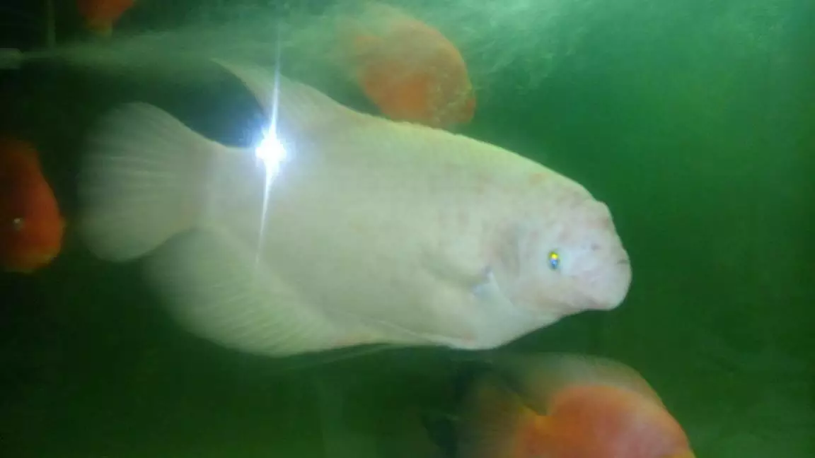 5、招財魚圖片壁紙:什麼品相的招財魚好。圖片