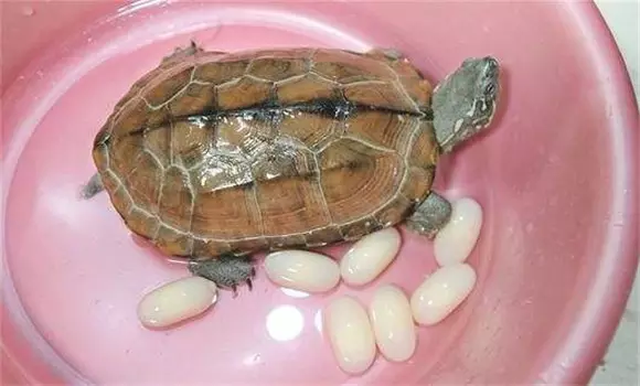 我家養的烏龜突然死了，而且家中有人生重病，有沒有什麼的說法