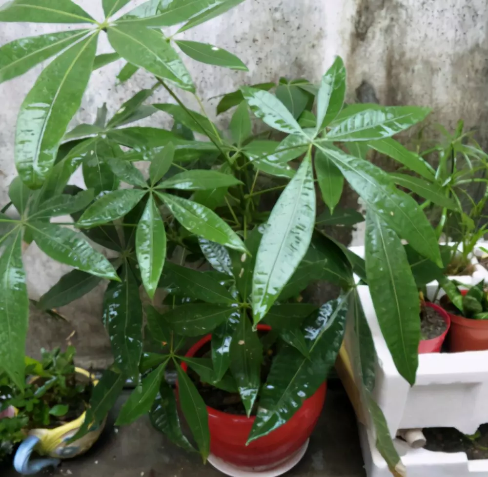 4、發財樹出現黃恭弘=叶 恭弘怎麼辦:發財樹恭弘=叶 恭弘子發黃了怎麼辦