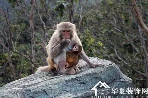 3、猴配猴的婚配能到頭嗎:猴女的婚姻配雞男的婚配能白頭到老嗎