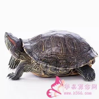 家中養烏龜的風水說法：養龜應該講究什麼風水