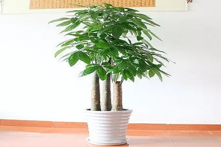 1、花卉發財樹的養殖方法:小恭弘=叶 恭弘發財樹（觀恭弘=叶 恭弘花卉）養殖方法