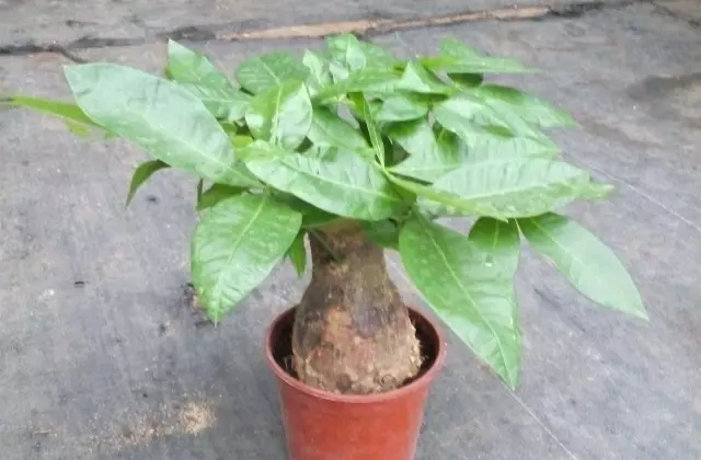 1、發財樹的栽培技術:那裡有完整的發財樹栽培技術（栽植方面）