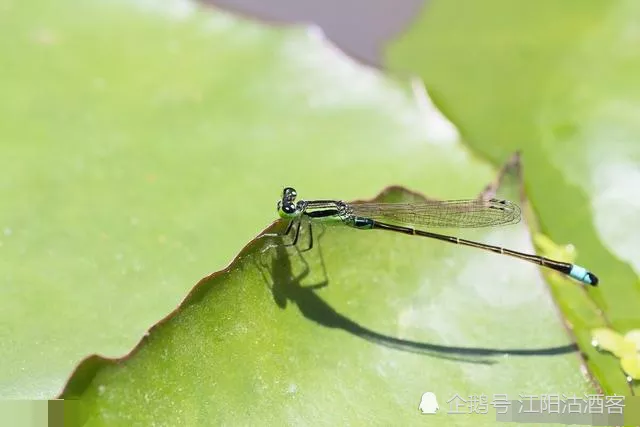 1、昆蟲記中金龜子的婚配:金龜子的特點