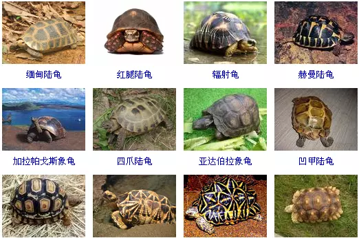 小烏龜怎麼養才不會死：怎麼養小烏龜它才不會死掉？