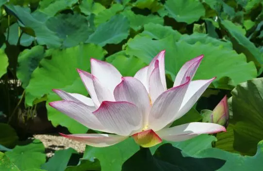 7、屬虎幾月命苦永遠翻不了身:屬虎的人幾月是敗月，