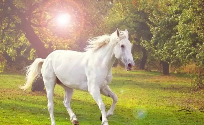 1、78年屬馬一生大劫年:78年屬馬是什麼命