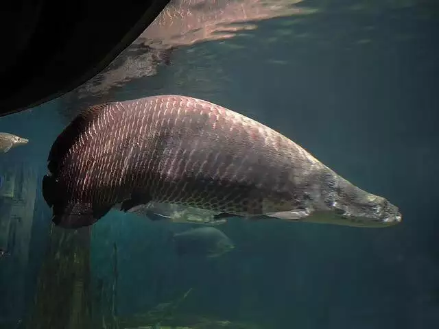 2、家裡不得養的十大凶魚:家裡養魚有什麼講究 7條風水原則不得不知