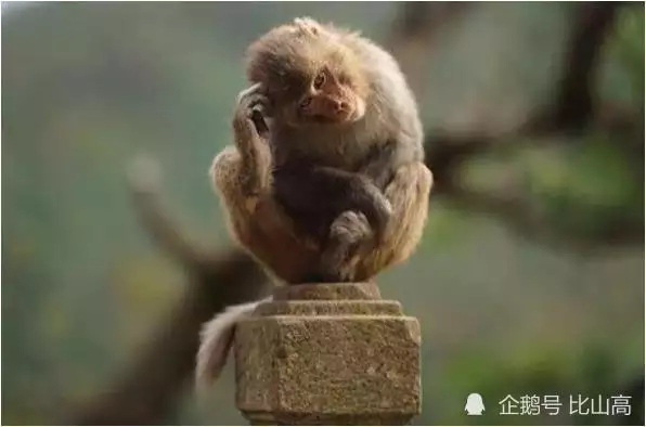 1、屬猴和屬猴婚配好欠好:屬猴和屬豬婚配好嗎？