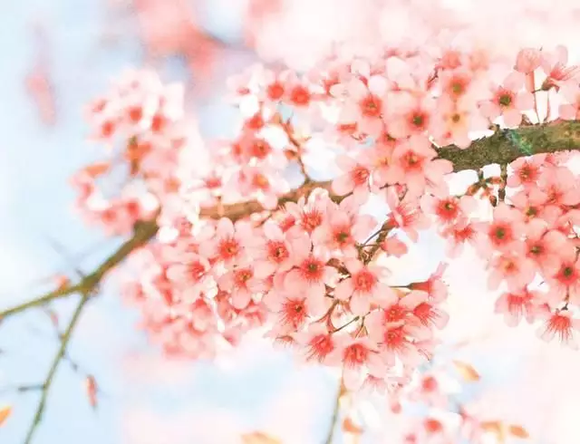 3、測今年的桃花運:如何測桃花運?
