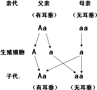 3、（1）在一些性狀的遺傳中，具有某種基因型的合子不能完成胚胎髮育，導致後裔中不存在該基因型的個體，從