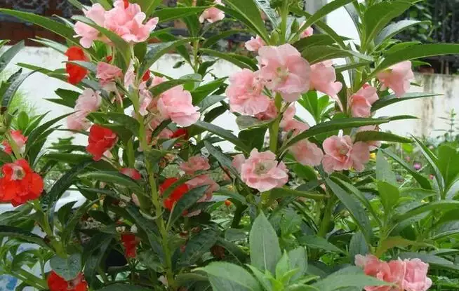 4、鮮花的品種圖片和花名:花店常用鮮花配恭弘=叶 恭弘的名字與圖片