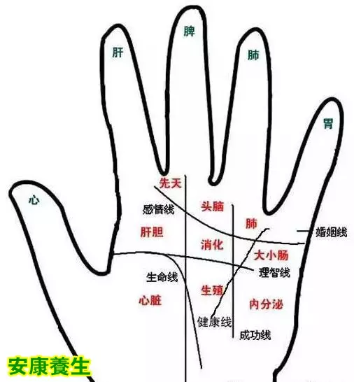 7、手掌哪條是婚姻線:手掌上哪條是生命線，哪條是愛情線啊?