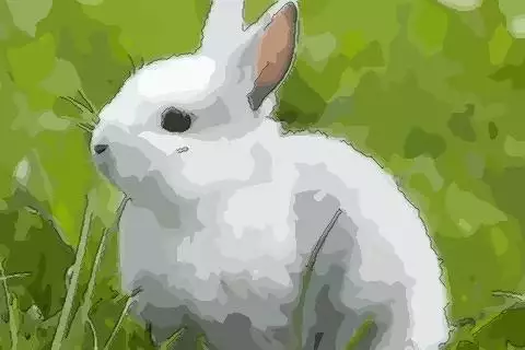 屬兔與屬蛇的屬相合嗎：屬蛇的和屬兔的合適嗎
