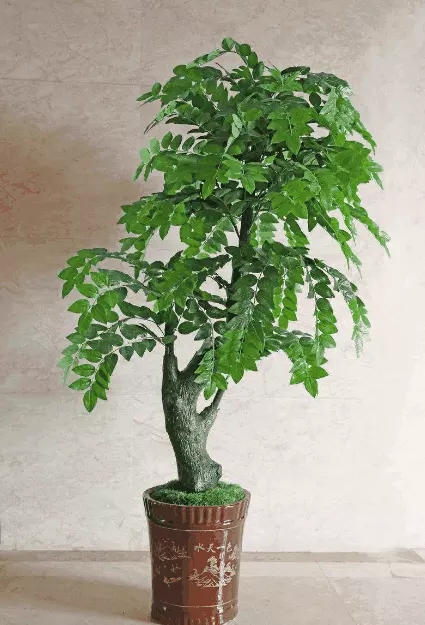 1、發財樹的樹榦是什麼植物:發財樹是什麼植物？