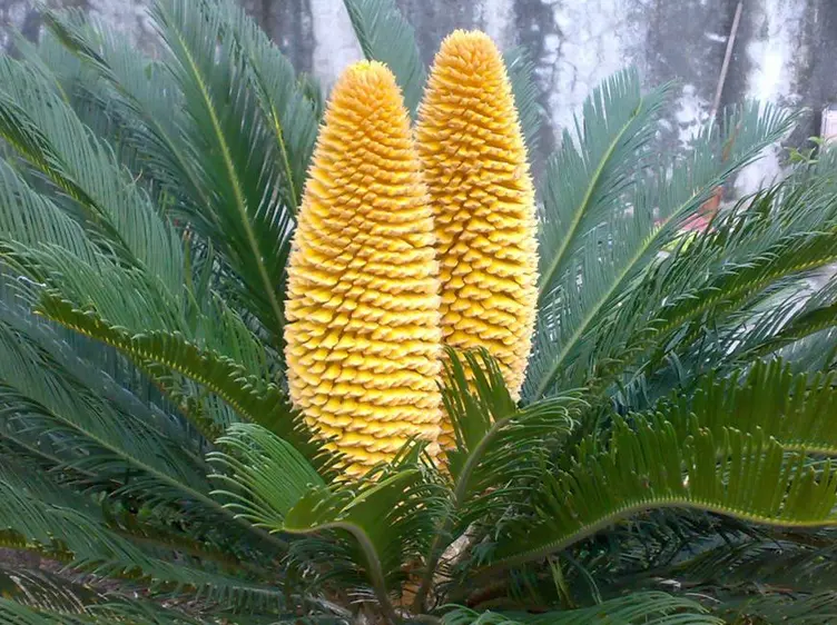 鐵樹着花代表什麼屬相：鐵樹着花指什麼生肖？
