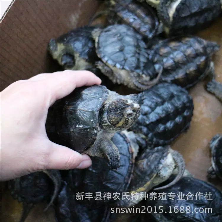 10、喜歡養鱷龜的男人性格:喜歡養烏龜的多都是什麼性格？