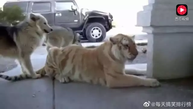 虎落平陽被犬欺是什麼屬相：虎落平陽被犬欺。指哪個生肖？