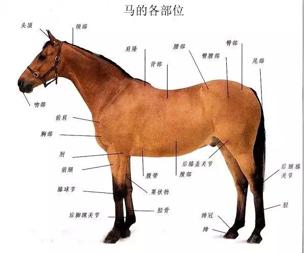 3、屬馬的年份及年齡:屬馬人今年幾歲