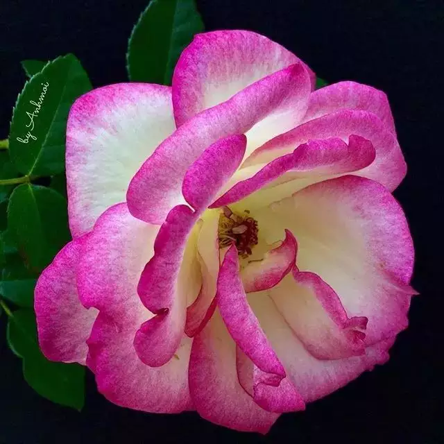 5、花圖片大全頭像:我想要花的頭像圖片，像這種的朵。