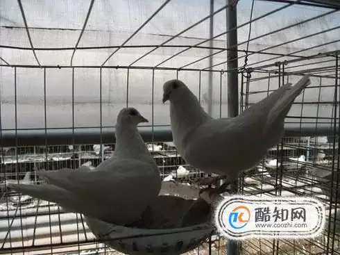 3、怎樣用鴿子招來鴿子:怎樣把別人家的鴿子勾引到自己家
