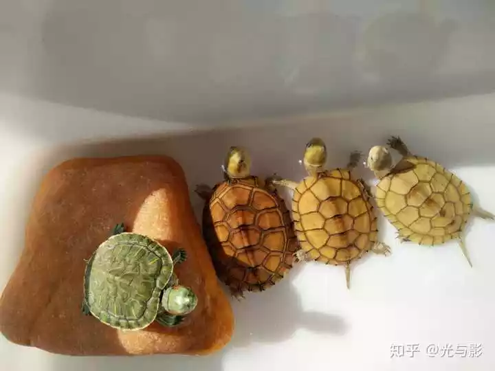 3、喜歡養龜的表什麼:我男朋友喜歡養小烏龜說明他的性格是怎樣的？