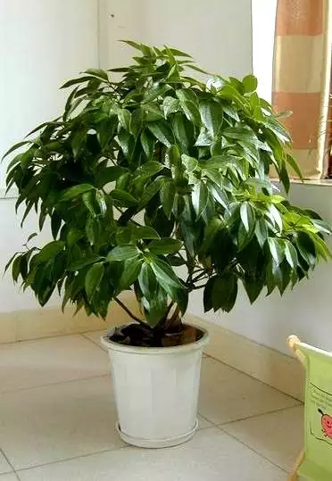 2、家裡放什麼植物招財？過年了想在家裡房一些招財的植物來提升提升運氣