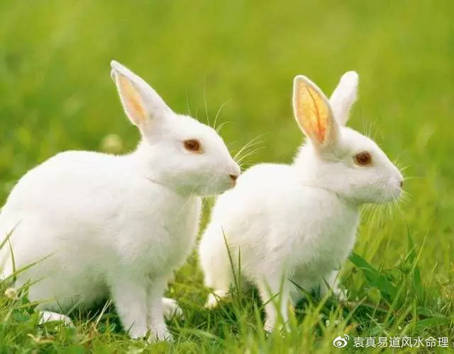 5、屬兔的九幾年:90后屬兔和屬虎的分別是九幾年的 ？
