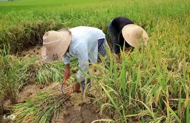 勤勞一生為农民的屬相：勤勞一生為农民，猜生肖