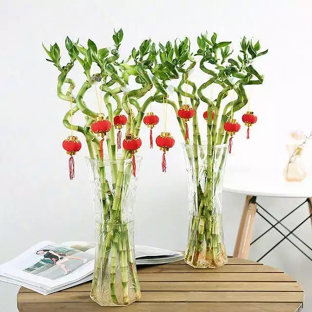 屬兔人家裡養什麼植物最旺財：十二生肖養什麼植物
