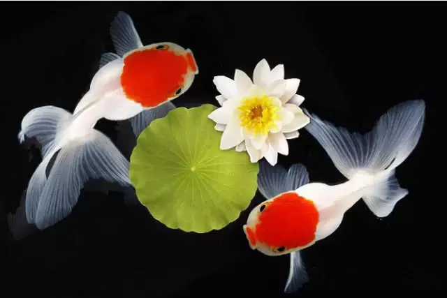3、養金魚幾條**旺財:養金魚養幾條好啊？為什麼？
