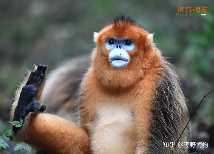 十二屬相輩分最小的動物：輩分最小打—生肖