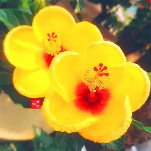 1、帶來好運的微信名稱:什麼微信名能帶來好運？