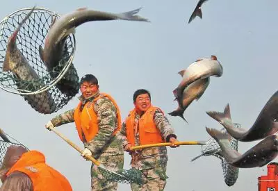 女人夢見用網兜捉到好多魚：已婚女人夢見抓好多魚